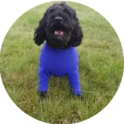 Teddy's Walkies