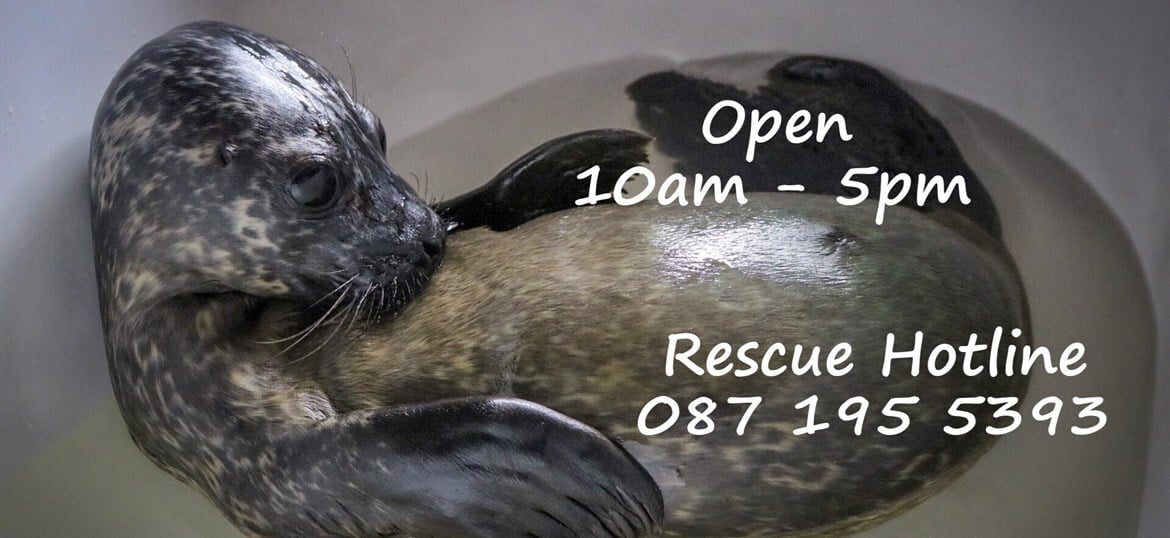 Seal Rescue Ireland