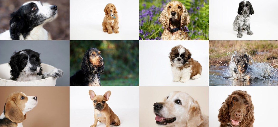 Humanimal Trust