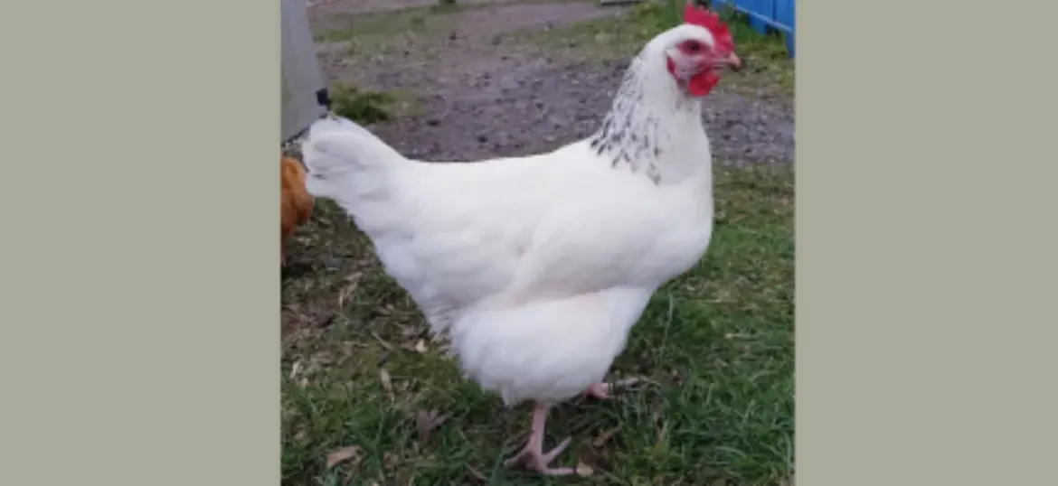 Sponsorship for Hilda