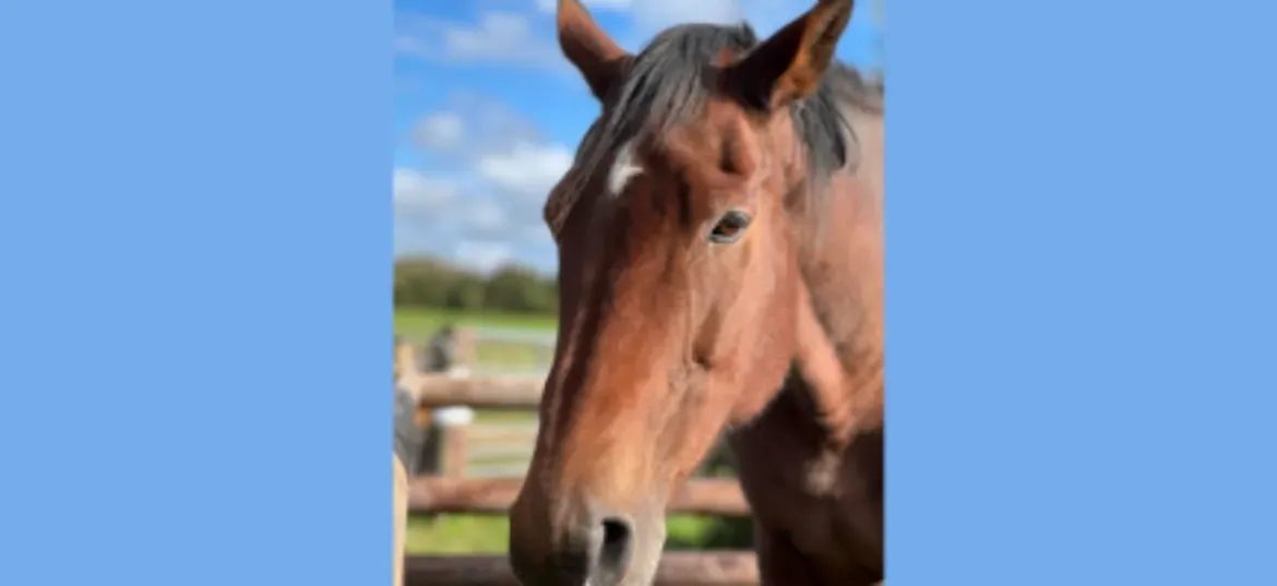 Sponsorship for Ruby
