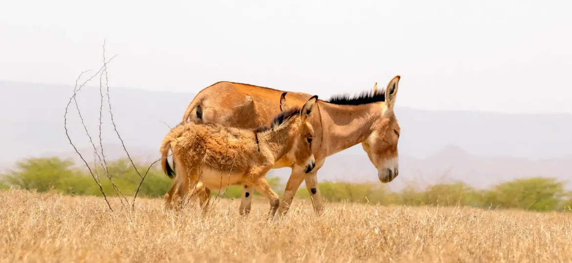 Brooke Action for Working Horses and Donkeys