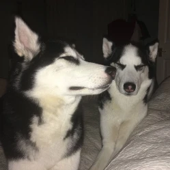 Saffi & Ziggy's Walkies