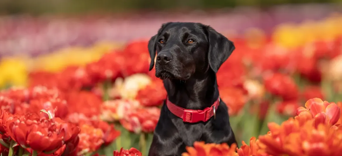 Medical Detection Dogs