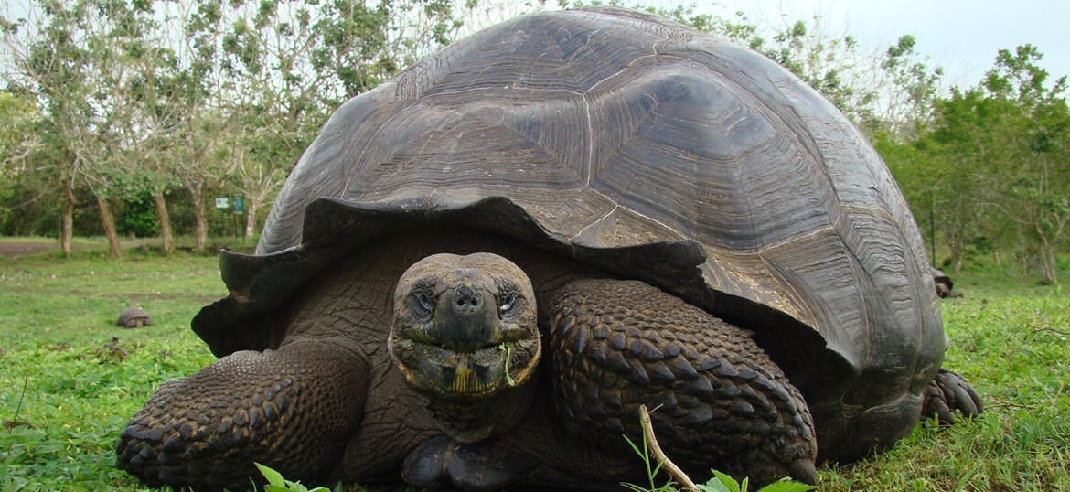 Galapagos Conservation Trust