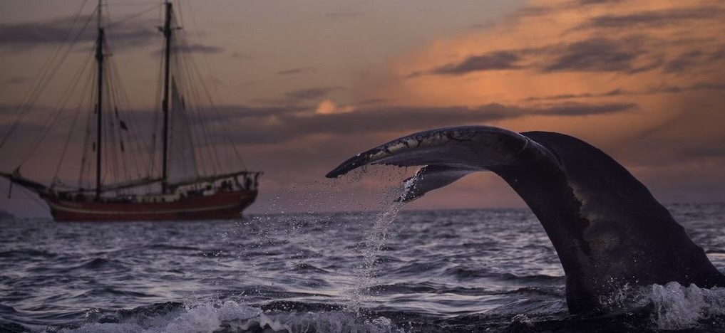 Blue Marine Foundation