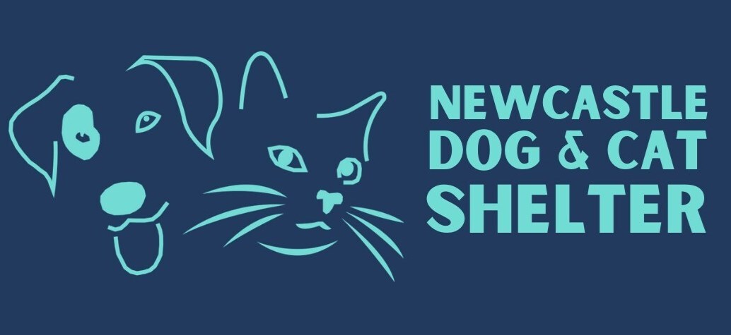 Newcastle Dog and Cat Shelter Corporate Volunteers