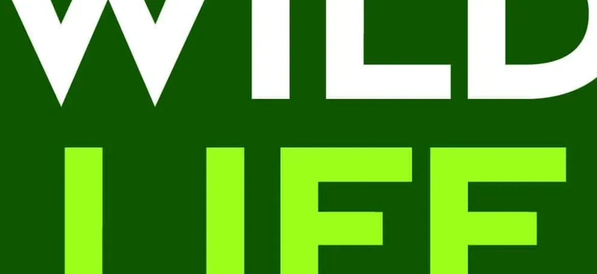 WildLife Foundation