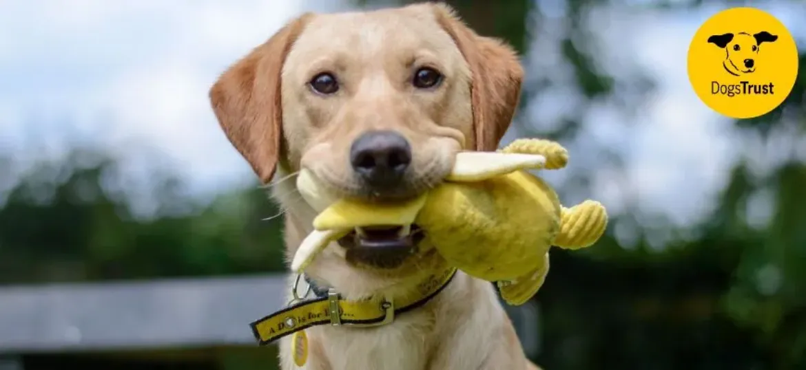 Dogs Trust