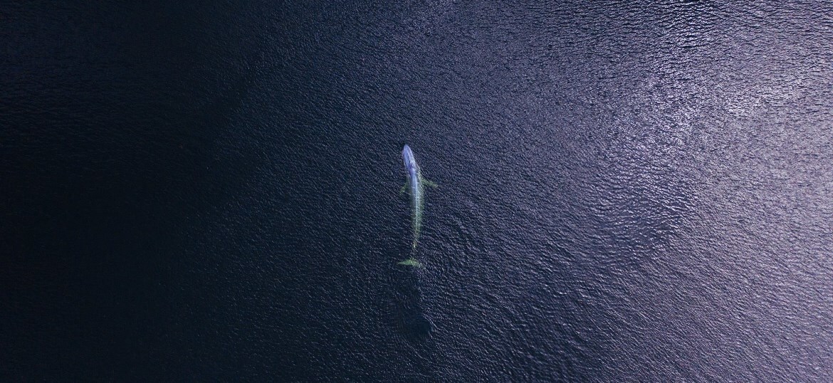 Blue Marine Foundation
