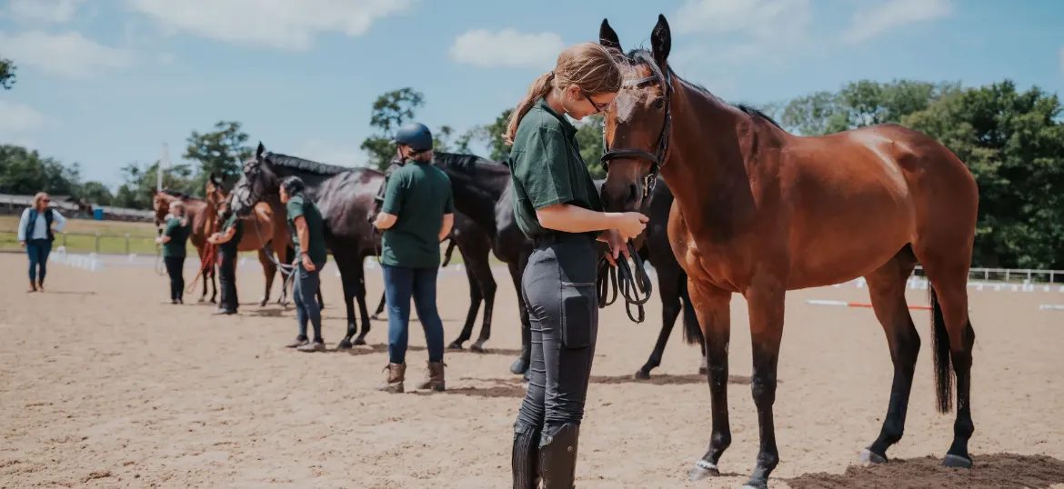 Retraining of Racehorses