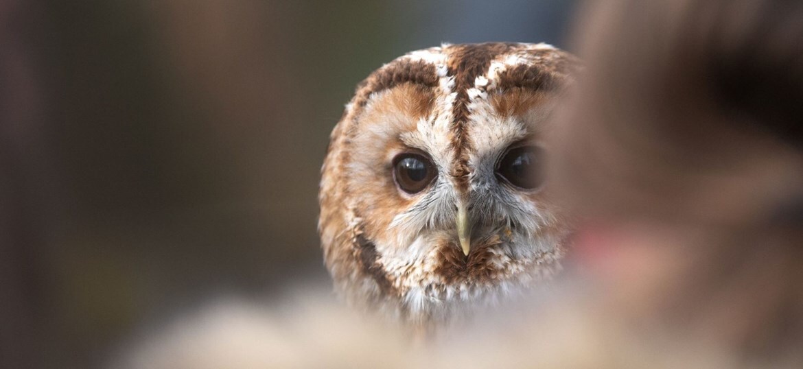 HAWK CONSERVANCY TRUST LIMITED