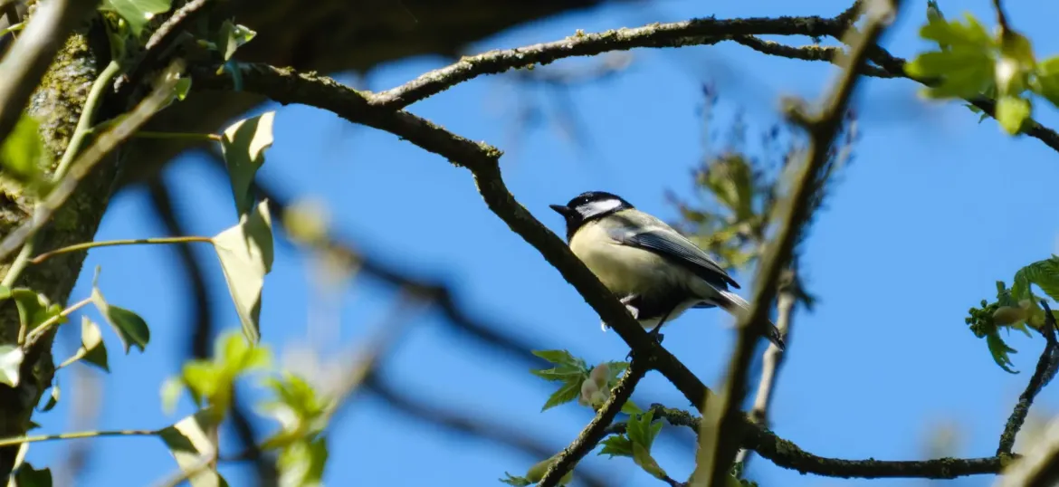 RSPB