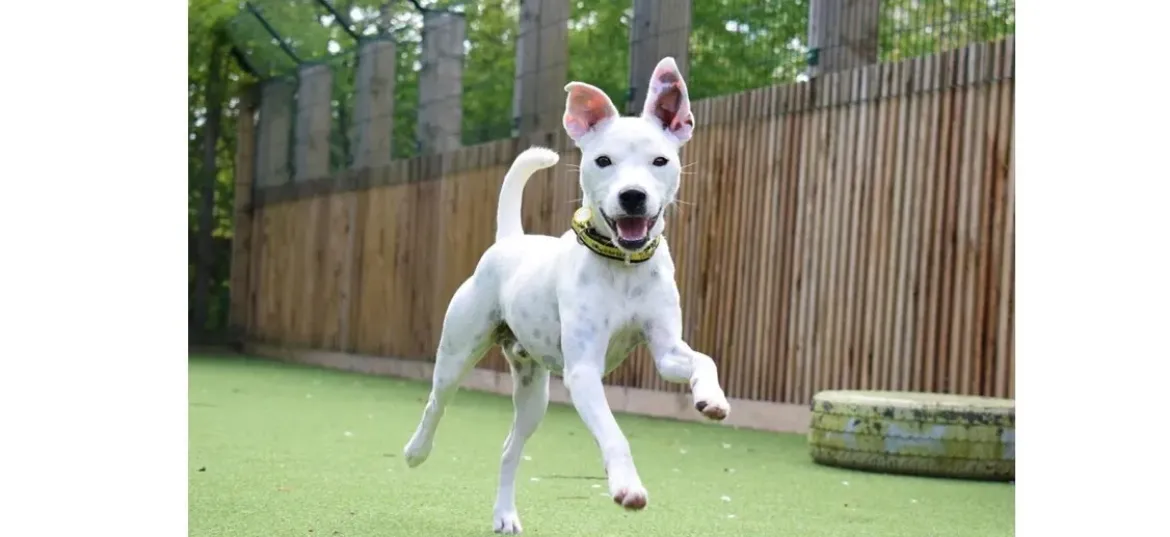 Dogs Trust