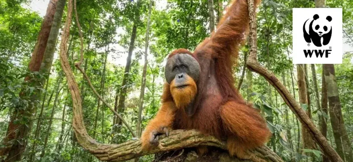 WWF - UK