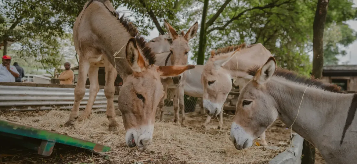 Brooke Action for Working Horses and Donkeys