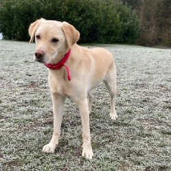 Heidi Walkies