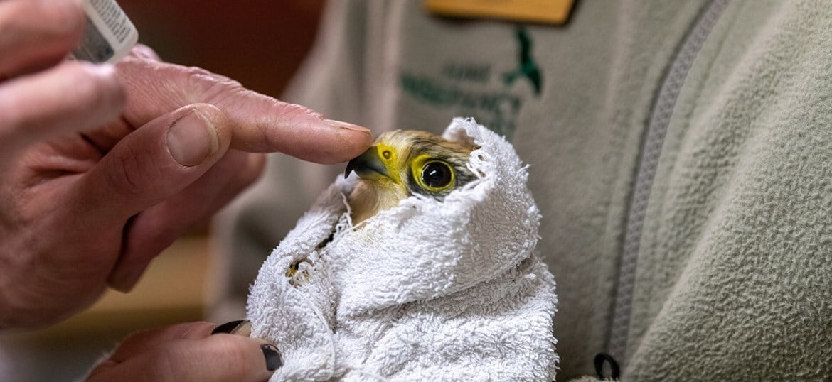 HAWK CONSERVANCY TRUST LIMITED