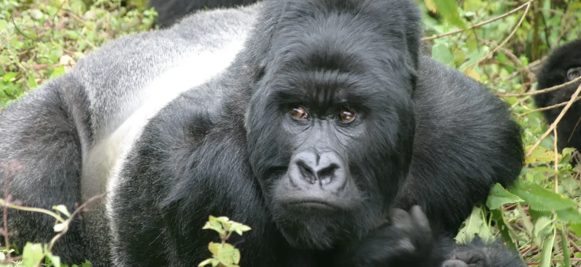The Gorilla Organization