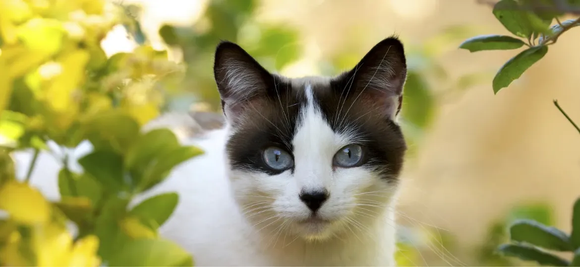Cats Protection