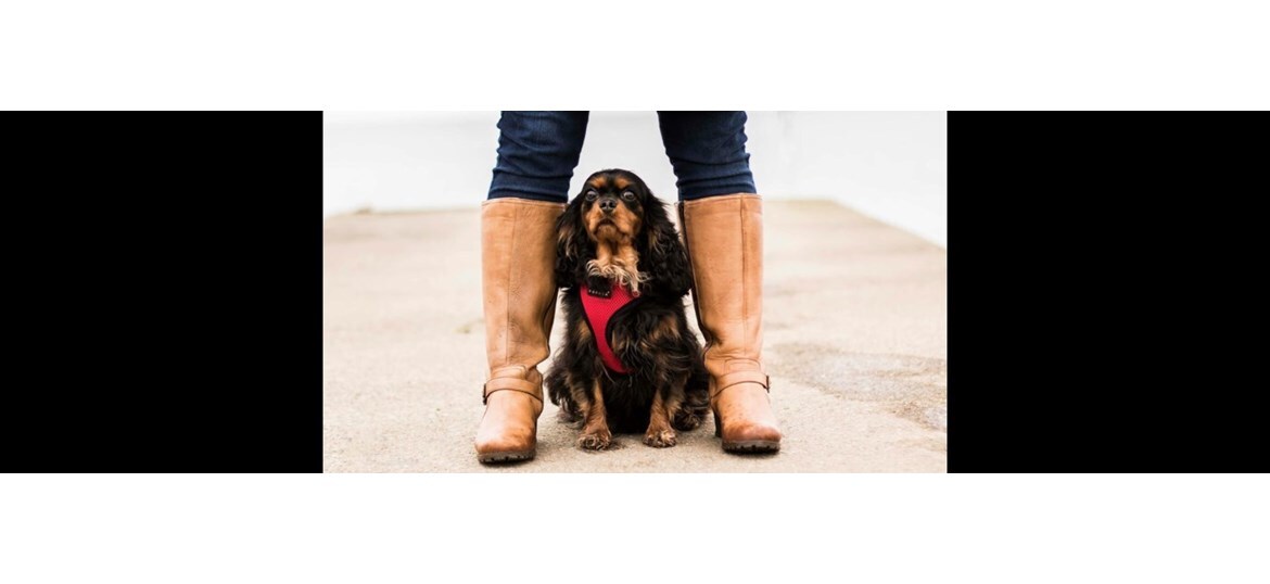 Cavaliers In Need NI