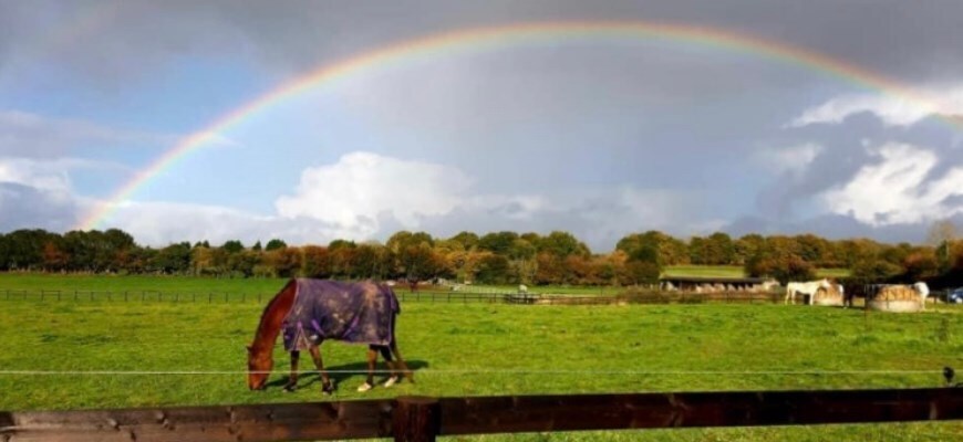 The Healing Horse Sanctuary