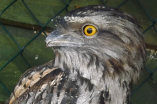 The Owls Trust