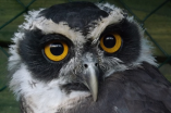 The Owls Trust