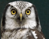 The Owls Trust