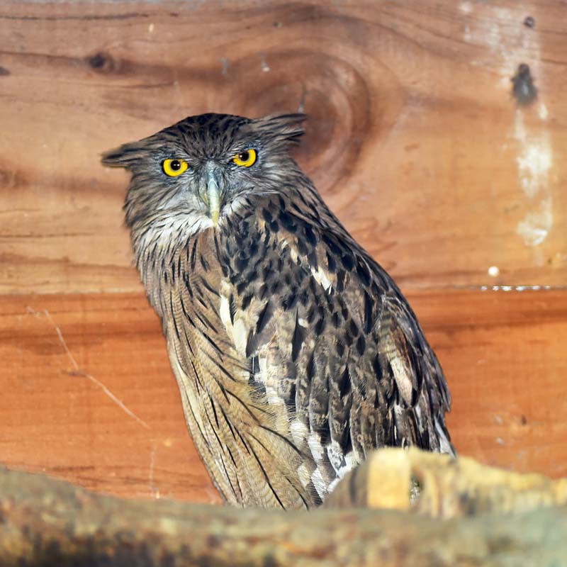 The Owls Trust