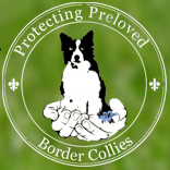 Protecting Preloved Border Collies