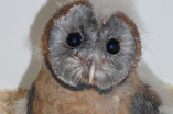 The Owls Trust
