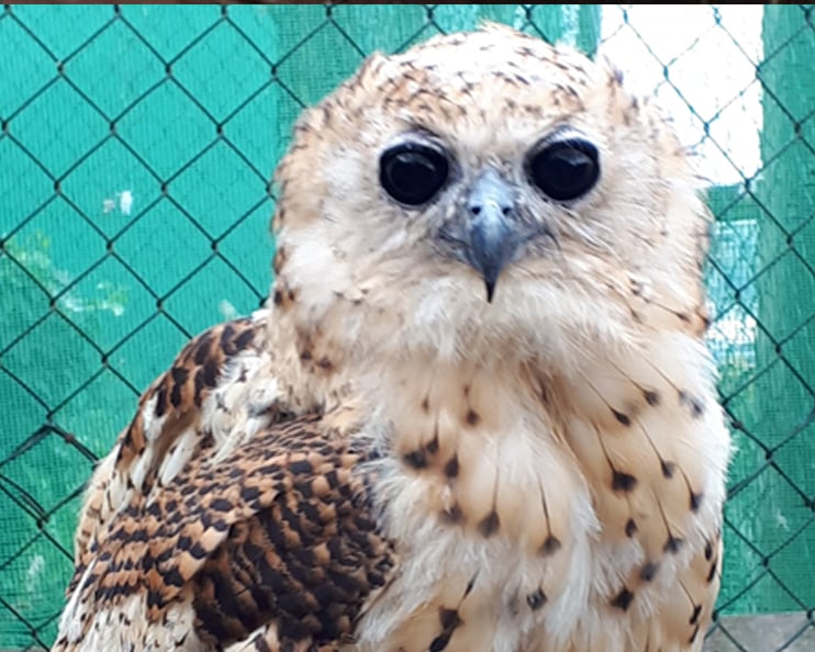 The Owls Trust