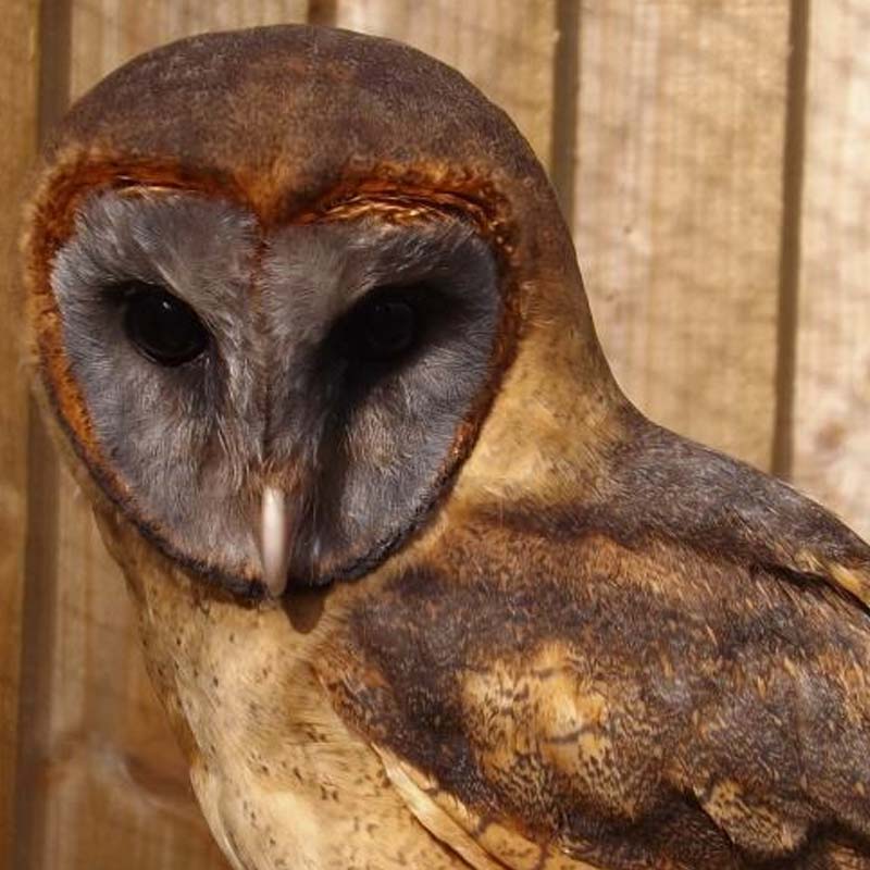 The Owls Trust