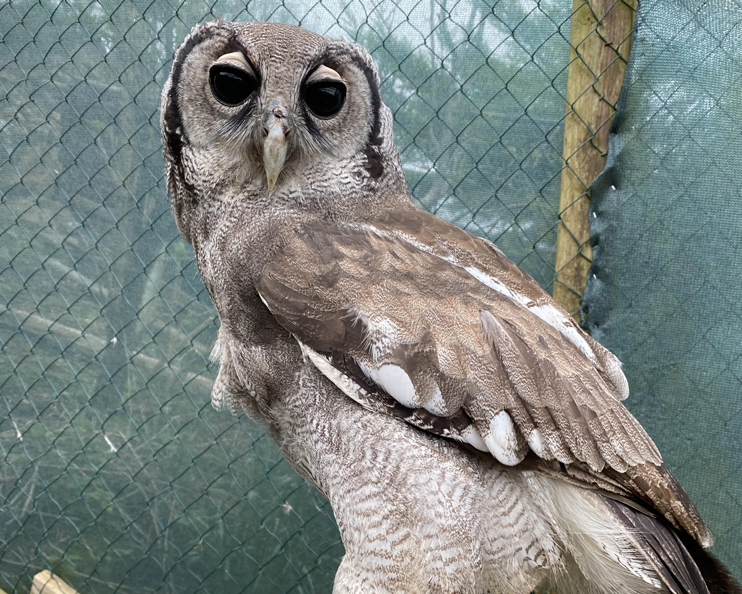 The Owls Trust