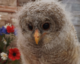 The Owls Trust